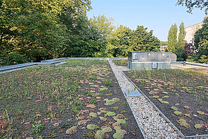Erweiterung Ev. Kita Plötzensee: Dachbegrünung, 4.9.2024 (© Andreas Kaul)